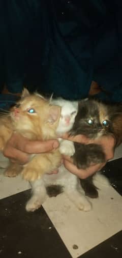 cat kittens