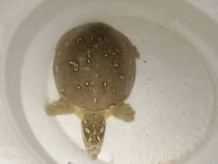 medium size tortoise
