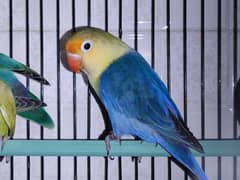 Love Birds for Sale/Mutations