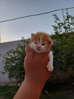 4 kittens with mother for sale wtsapp [03077109269]