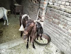 Bakri for sale with 1  Goat baby femalemakichini