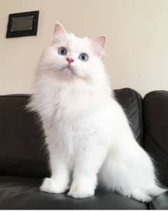 Trained Double Coat White Male Cat With Blue Eyes 9Month  (Vaccinated)
