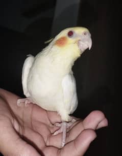common white & eno (red eyes) Cockatiel/Cocktail hand tamechicks