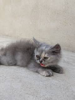 grey female kitten 0