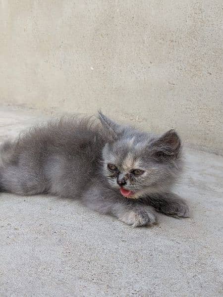 grey female kitten 1