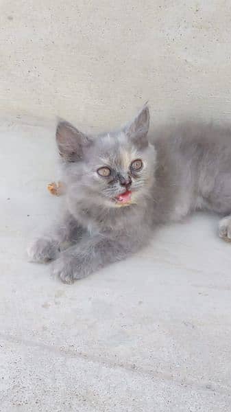 grey female kitten 2
