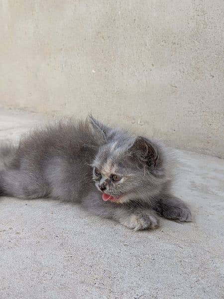 grey female kitten 3