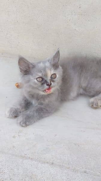 grey female kitten 4