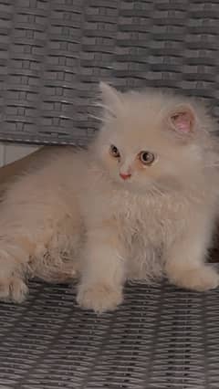 Fawn Persian Furrball Kitten male