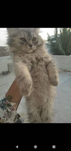 Cute persian kittens, very playful & active