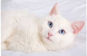 Trained Double Coat White Pair Cat With Blue Eyes 9Month  (Vaccinated)