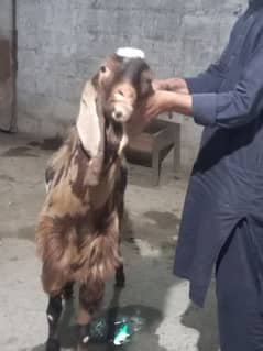 bakra /goat /donda bakra /goats / qurbani Bakra/ qurbani wala bakra
