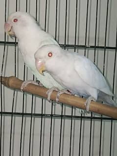 albino red eye lovebird pair for sale 8500