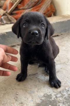 labrador puppies pair male and female 25 for both.