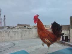 Golden Misri murgha and pure home breed desi chicks for sale