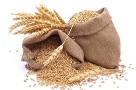 Gandum | Wheat