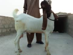 Bakra for sale  call number 03122807495