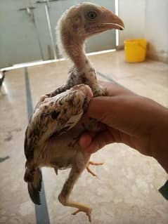 aseel chicks for sale (03361934423)