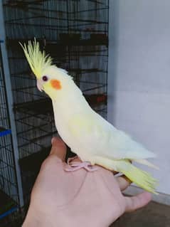 Beautiful Hand tamed cockatiel male and love birds