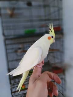 Beautiful Hand tamed cockatiel male and love birds