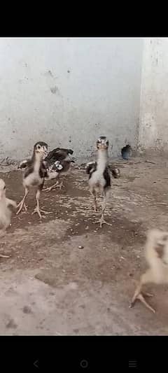 Aseel chicks for sale  03008263232