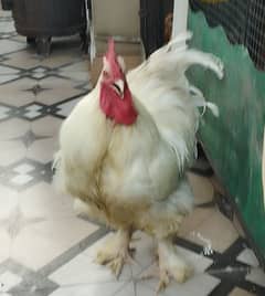 White Heavy Buff Rooster