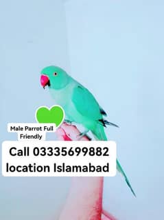 Male Parrot 5000 Fixed Final Hand Tamed Green Ring Neck Jumbo Size