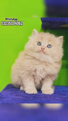 Persian kitten cat baby | triple long coated | fawan color kitten