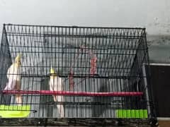 Cocktail parrots with cage and box