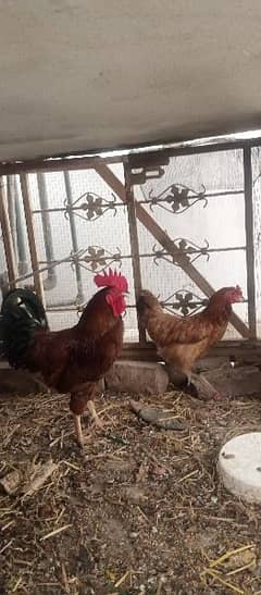 hen pair for sale