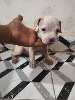 American pitbull puppy 1 female 2 males healthy and active