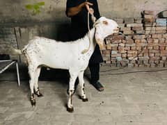 Goat | qurbani bakra | desi Bakra | bakra | goat for sale |  goat
