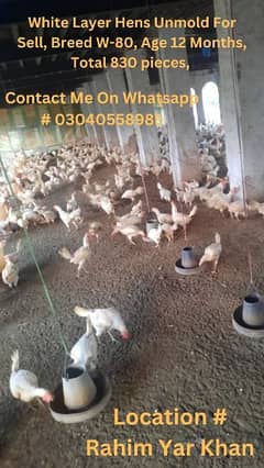 white layer hens chicken murgi for sale, breed w80, age 12 months