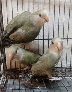 Rozicolli love Bird phattay parrot available