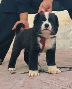bakarwal security dog male 2 month for sale