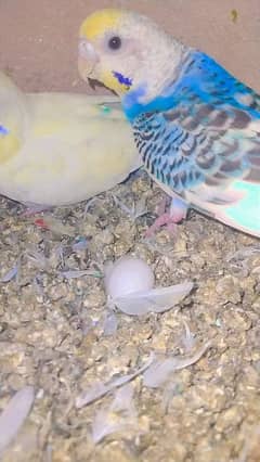 budgie pair king Size with eggs