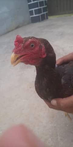 Purebred Aseel Chicken for Sale