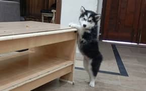 Husky Puppies for Sale in Pakistan - Double/Whooly Coat & Blue Eyes