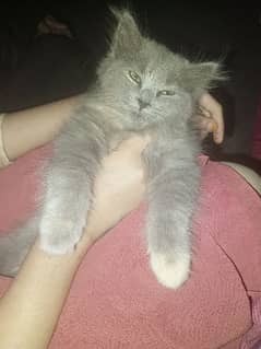 Persian grey pair or female mother cat