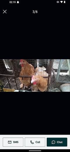 3 female golden buff and bantam pair available