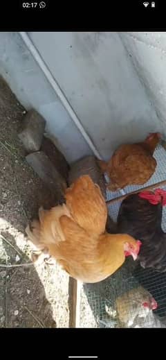 3 female golden buff and bantam pair available