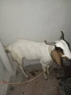 bakra 2 dant for sale healthy and Active
