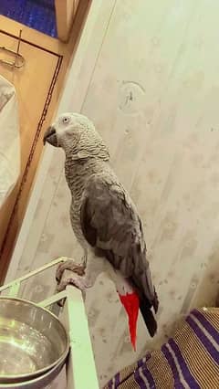 cango African grey parrot