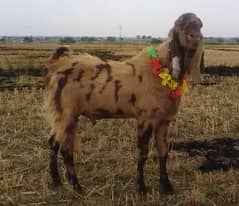 Bakray for sale Qurbani Goat munasib price | contact=[03067931599]