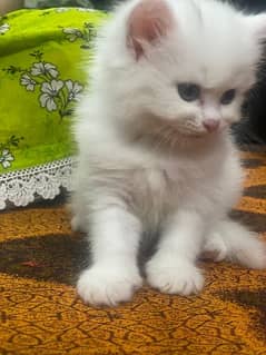 kitten white female