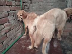 Golden retriever Mated pair for sale Male from imported line