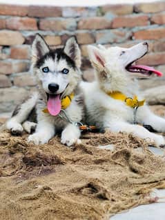 husky pair white female and other male