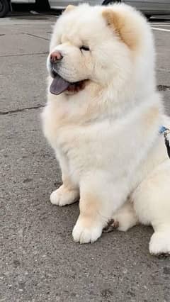 Chow Chow Male 7 month dog fully active