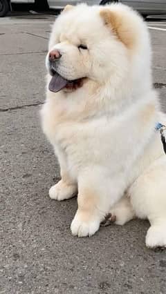 Chow Chow Male 7 month fci peddree fully active