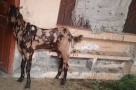 Qurbani ka bakra home feed goat